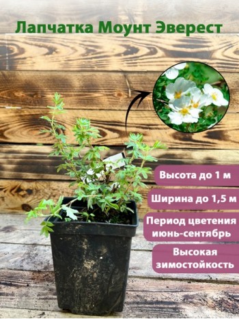Лапчатка Mount Everest горшок Р9 (саженец)