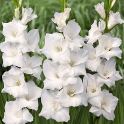 Гладиолус White Prosperity (x2)