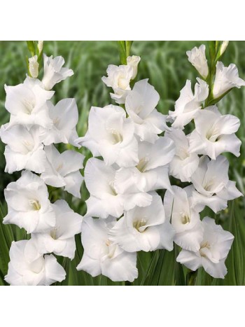 Гладиолус White Prosperity (x2)