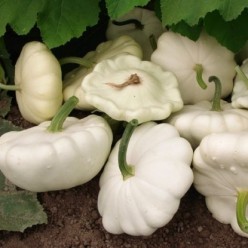 Тыква Патиссон Диско  3г. (семена) "PNOS"