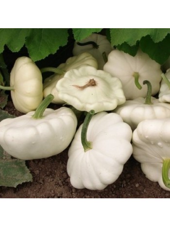 Тыква Патиссон Диско  3г. (семена) "PNOS"