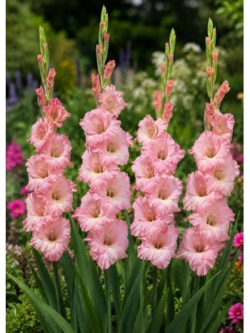 Гладиолус Rose Supreme (x2)