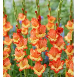 Гладиолус Princess Margaret Rose (x2)