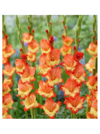 Гладиолус Princess Margaret Rose (x2)