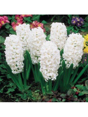 Гиацинт Carnegie (x3) ,размер 14/15