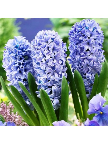 Гиацинт Delft Blue (x3) ,размер 14/15