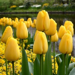 Тюльпан Golden Parade (x5) ,размер 10/11