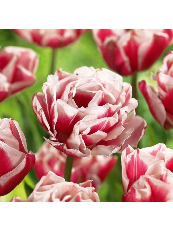 Тюльпан Horizon (x5) ,размер 10/11