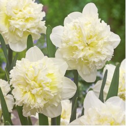 Нарцисс Ice King (x5) ,размер 10/12