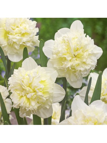 Нарцисс Ice King (x5) ,размер 10/12