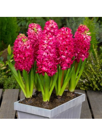 Гиацинт Jan Bos (x3) ,размер 14/15