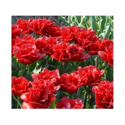 Тюльпан Lion King (x5) ,размер 10/11