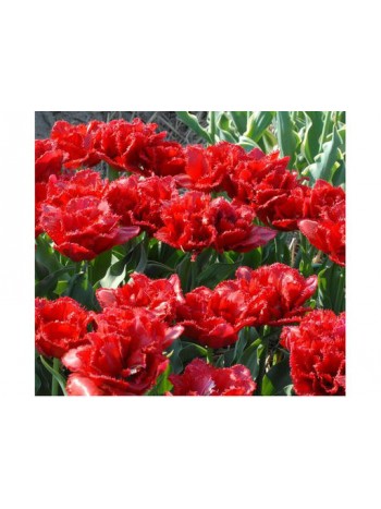 Тюльпан Lion King (x5) ,размер 10/11