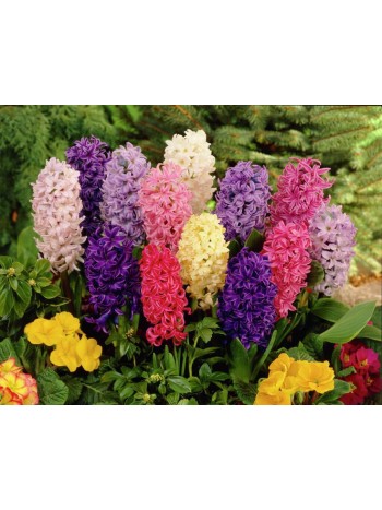 Гиацинт Mixed (x3) ,размер 14/15