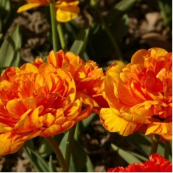 Тюльпан Monte Flame (x5) ,размер 10/11