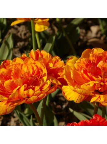 Тюльпан Monte Flame (x5) ,размер 10/11