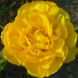 Тюльпан Monte Peony (x5) ,размер 10/11