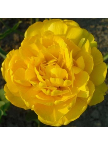 Тюльпан Monte Peony (x5) ,размер 10/11