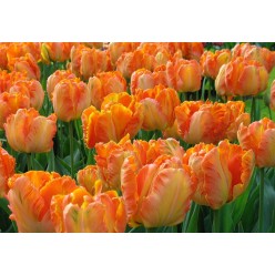 Тюльпан Parrot King (x5) ,размер 10/11