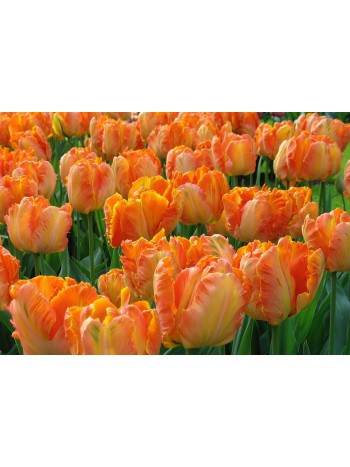 Тюльпан Parrot King (x5) ,размер 10/11