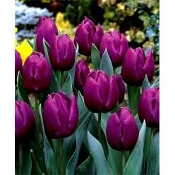 Тюльпан Purple Prince (x5) ,размер 10/11