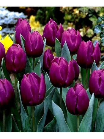 Тюльпан Purple Prince (x5) ,размер 10/11