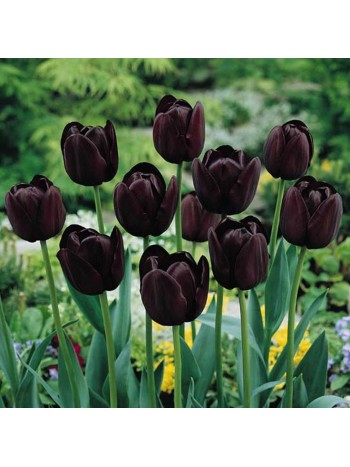 Тюльпан Queen of Night (x5) ,размер 10/11