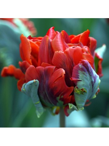 Тюльпан Rococo (x5) ,размер 10/11