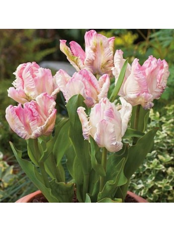 Тюльпан Weber's Parrot (x5) ,размер 10/11