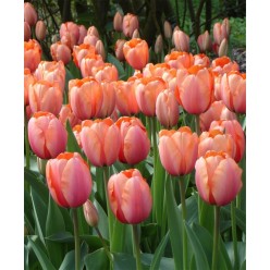 Тюльпан Apricot Impression (x5) ,размер 10/11