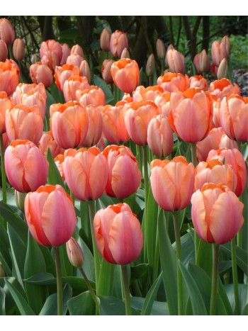 Тюльпан Apricot Impression (x5) ,размер 10/11