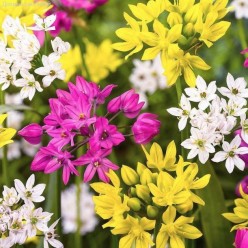 Аллиум Mixed (x20) ,размер 4/5