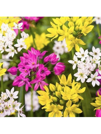 Аллиум Mixed (x20) ,размер 4/5