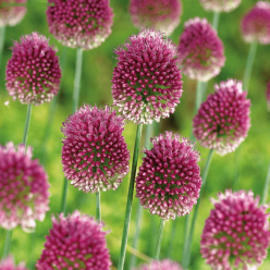 Аллиум Sphaerocephalon (x15) ,размер 5/6