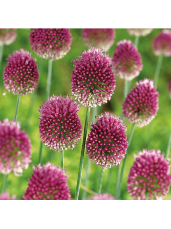 Аллиум Sphaerocephalon (x15) ,размер 5/6