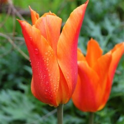 Тюльпан Ballerina (x5) ,размер 10/11