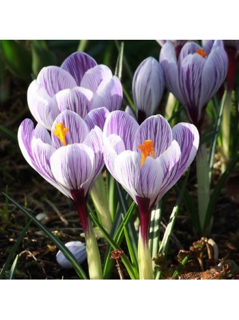 Крокус Large Striped (x10) ,размер 6/7