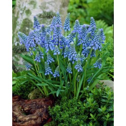 Мускари Armeniacum (x7) ,размер 6/7