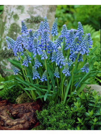 Мускари Armeniacum (x7) ,размер 6/7