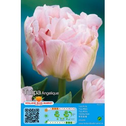 Тюльпан Angelique 5шт р.10/11 луковица 37104