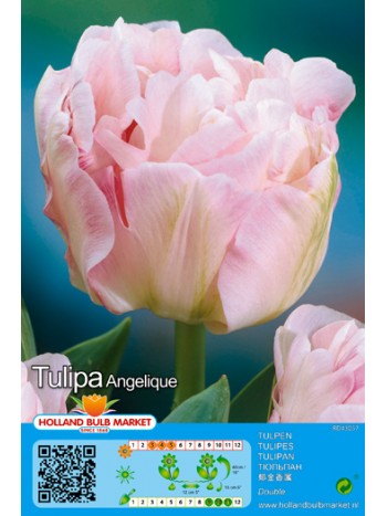 Тюльпан Angelique 5шт р.10/11 луковица 37104