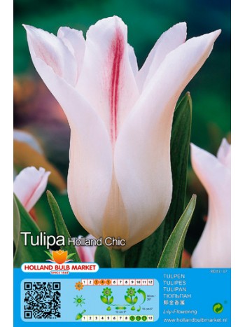 Тюльпан Holland Chic 5шт р.10/11 луковица 37147