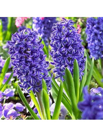 Гиацинт Blue Jacket 1шт р.14/15 каперс 17126